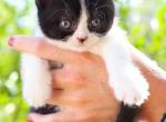 Sweet Little Beef Cheeks - British Shorthair Kitten For Sale - Mesa, AZ, US