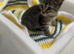 Tabby striped boy - Domestic Kitten For Sale - Auburn, WA, US