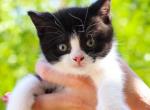 Cheddar Brat Tater Tot - British Shorthair Kitten For Sale - Mesa, AZ, US