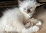 Female Mitted and Socked Chocolate Point Ragdoll - Ragdoll Kitten For Sale - New York, NY, US