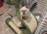 Sara Jane - Devon Rex Kitten For Sale - Lynchburg, VA, US