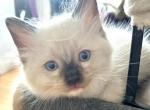 Female Chocolate Point mitted  and Socked Ragdoll - Ragdoll Kitten For Sale - New York, NY, US