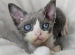 Umis - Devon Rex Kitten For Sale - Williamsburg, VA, US