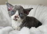 Umis - Devon Rex Kitten For Sale - Williamsburg, VA, US