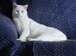 Snowball - Turkish Van Cat For Sale - Los Angeles, CA, US