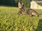 Tom - Bengal Kitten For Sale - 