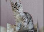 Grammy - Maine Coon Kitten For Sale - Miami, FL, US