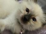 Ariel Seal Point Mitted Ragdoll - Ragdoll Kitten For Sale - Derry, PA, US
