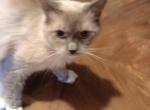 Gizmo or gizzy - Ragdoll Cat For Adoption - Knoxville, TN, US