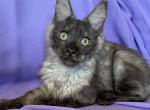 Gray - Maine Coon Kitten For Sale - Baltimore, MD, US