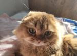 Neo - Scottish Fold Kitten For Sale - Cleveland, OH, US
