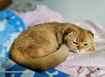 Leo - Scottish Fold Kitten For Sale - 
