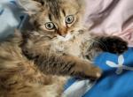 Amel - Scottish Fold Kitten For Sale - Cleveland, OH, US