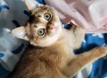 Milo - Scottish Fold Kitten For Sale - Cleveland, OH, US