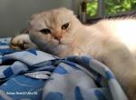 Hadar - Scottish Fold Kitten For Sale - Cleveland, OH, US