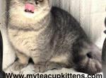 Demetri - Minuet Kitten For Sale - Calico Rock, AR, US