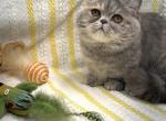 Lotus - Minuet Kitten For Sale - 