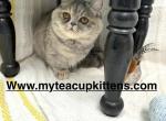 Lotus - Minuet Kitten For Sale - 