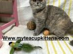 Parfait - Persian Kitten For Sale - Calico Rock, AR, US