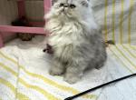 Shimmer - Persian Kitten For Sale - Calico Rock, AR, US