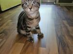 Dean - Maine Coon Kitten For Sale - Rockford, IL, US
