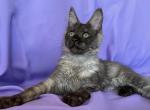 Gray - Maine Coon Kitten For Sale - Charlottesville, VA, US