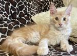 Julian - Maine Coon Kitten For Sale - Charlottesville, VA, US