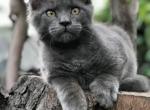 Olivia - Maine Coon Kitten For Sale - Charlottesville, VA, US