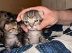 Fontaine - Savannah Kitten For Sale - Stillwater, OK, US