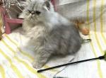 Molly - Persian Kitten For Sale - Calico Rock, AR, US