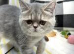 Gracie - Persian Kitten For Sale - Calico Rock, AR, US