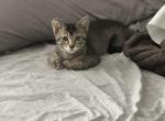 Cora - Domestic Kitten For Sale - 