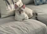 Leo - Bengal Kitten For Sale - Las Vegas, NV, US