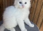 Maine Coon Kitten - Maine Coon Kitten For Sale - Forest, OH, US