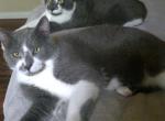 Max and Maui - American Shorthair Cat For Adoption - Frisco, TX, US