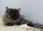 Medusa - Persian Kitten For Sale - Muscle Shoals, AL, US