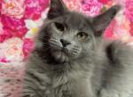 Blue Smoke - Maine Coon Kitten For Sale - Wylie, TX, US