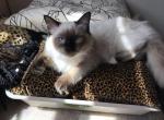 Gerda - Ragdoll Cat For Adoption - 