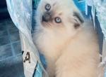 Marshmallow - Ragdoll Kitten For Sale - WI, US