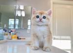 Golden Girl - British Shorthair Kitten For Sale - Fontana, CA, US