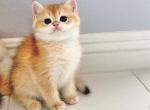 Golden Boy - British Shorthair Kitten For Sale - Fontana, CA, US