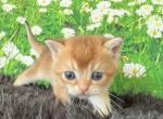Quinn Scottish Fold Golden Shaded girl - Scottish Fold Kitten For Sale - Odessa, FL, US