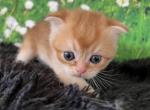 Quill Scottish Fold Golden Shaded Girl - Scottish Fold Kitten For Sale - Odessa, FL, US