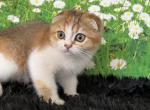 Petal Ticked Tortie Scottish Fold girl - Scottish Fold Kitten For Sale - Odessa, FL, US