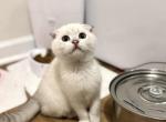 Dolores - Scottish Fold Kitten For Sale - Bergenfield, NJ, US