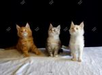 Waitlist Litter J Sarika & Tayte - Maine Coon Kitten For Sale - 