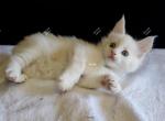 Jasur Red silver with white - Maine Coon Kitten For Sale - Longmont, CO, US