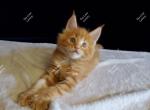 Jalo Red Classic - Maine Coon Kitten For Sale - Longmont, CO, US