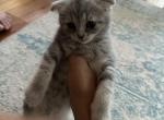 Cloud - Scottish Fold Kitten For Sale - Aldie, VA, US