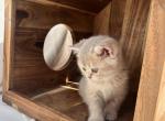 Blue Gold British Shorthair Female Kitten - British Shorthair Kitten For Sale - Auburn, WA, US